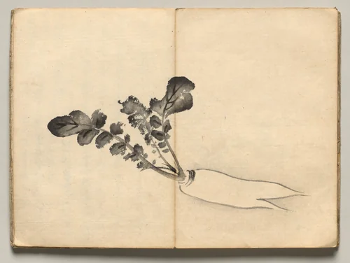 Radish from Ōkyo Picture Book by Maruyama Ōkyo (円山応挙), book, 1850