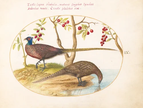 Plate 9: Two Pheasants with Fruiting Plants by Joris Hoefnagel, drawing, 1570-1599