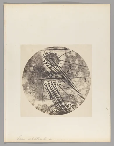 Peau de la chenille [Caterpillar Skin] by Auguste-Adolphe Bertsch, photograph, 1853-1857