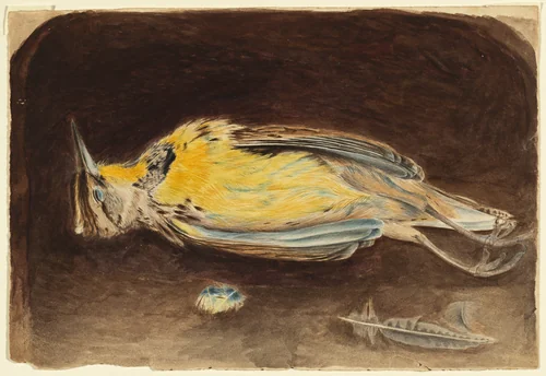 Dead Bird by Robert Bolling Brandegee, drawing, 1862-1872