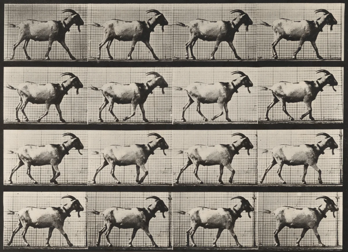 Plate Number 676. Goat; walking by Eadweard Muybridge, photograph, 1887