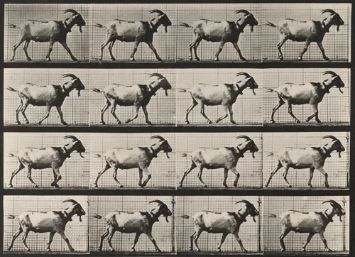 Plate Number 676. Goat; walking by Eadweard Muybridge, photograph, 1887