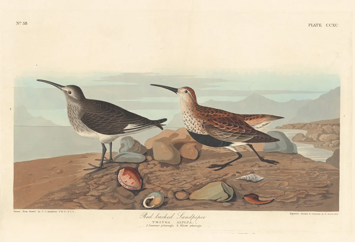 Red-backed Sandpiper by Robert Havell, Jr.; John James Audubon, print, 1836