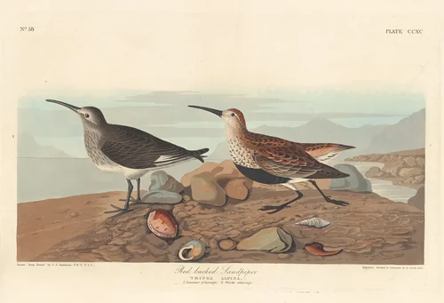 Red-backed Sandpiper by Robert Havell, Jr.; John James Audubon, print, 1836