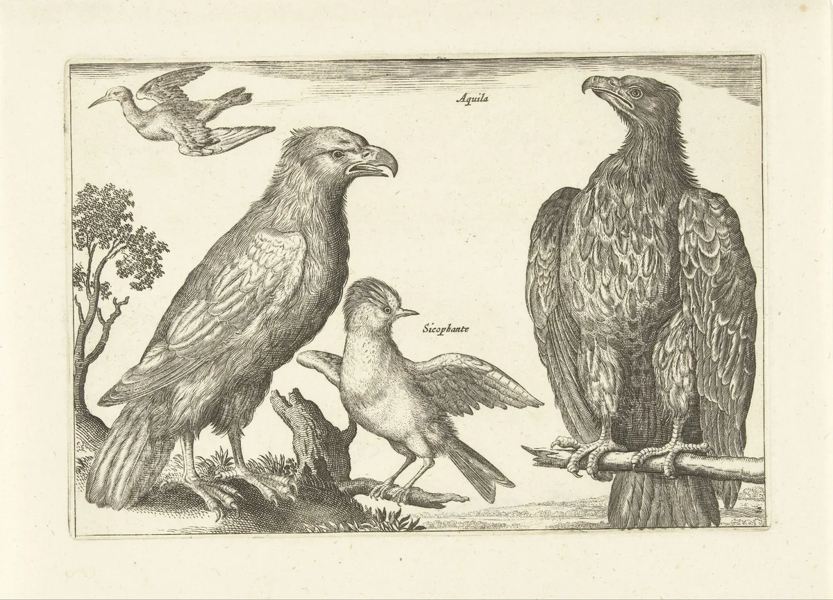 Vier vogels by anonymous, print, 1659