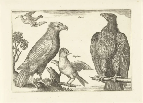 Vier vogels by anonymous, print, 1659