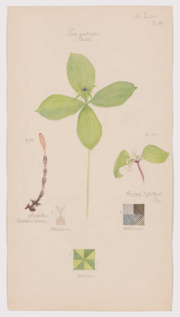 Equisetum arvense (Field Horsetail), Paris quadrifolia (Herb-Paris), Lonicera xylosteum (Fly Honeysuckle). Sheet 13 from the portfolio Nature Studies by Hilma af Klint, drawing, 1919