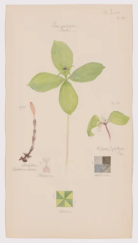 Equisetum arvense (Field Horsetail), Paris quadrifolia (Herb-Paris), Lonicera xylosteum (Fly Honeysuckle). Sheet 13 from the portfolio Nature Studies by Hilma af Klint, drawing, 1919