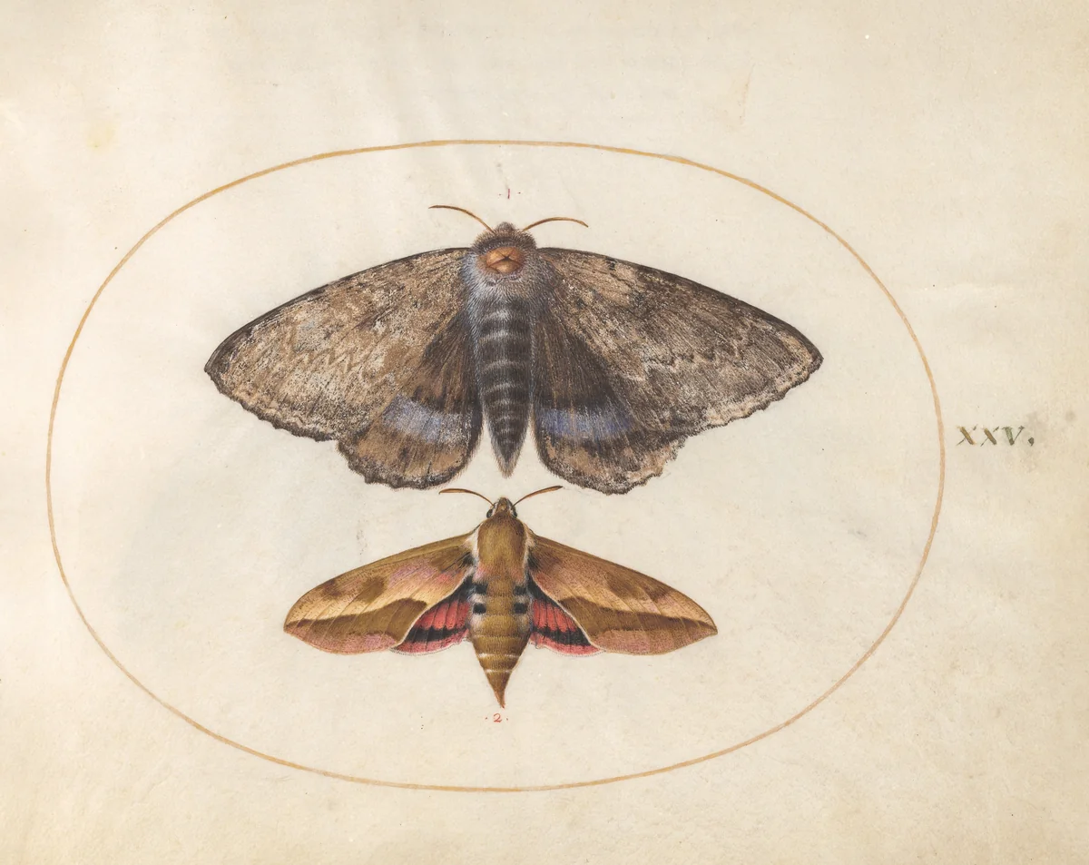 Blue Underwing Moth and Spurge Hawk Moth (plate 25 from Ignis) by Joris Hoefnagel, drawing, 1570-1599