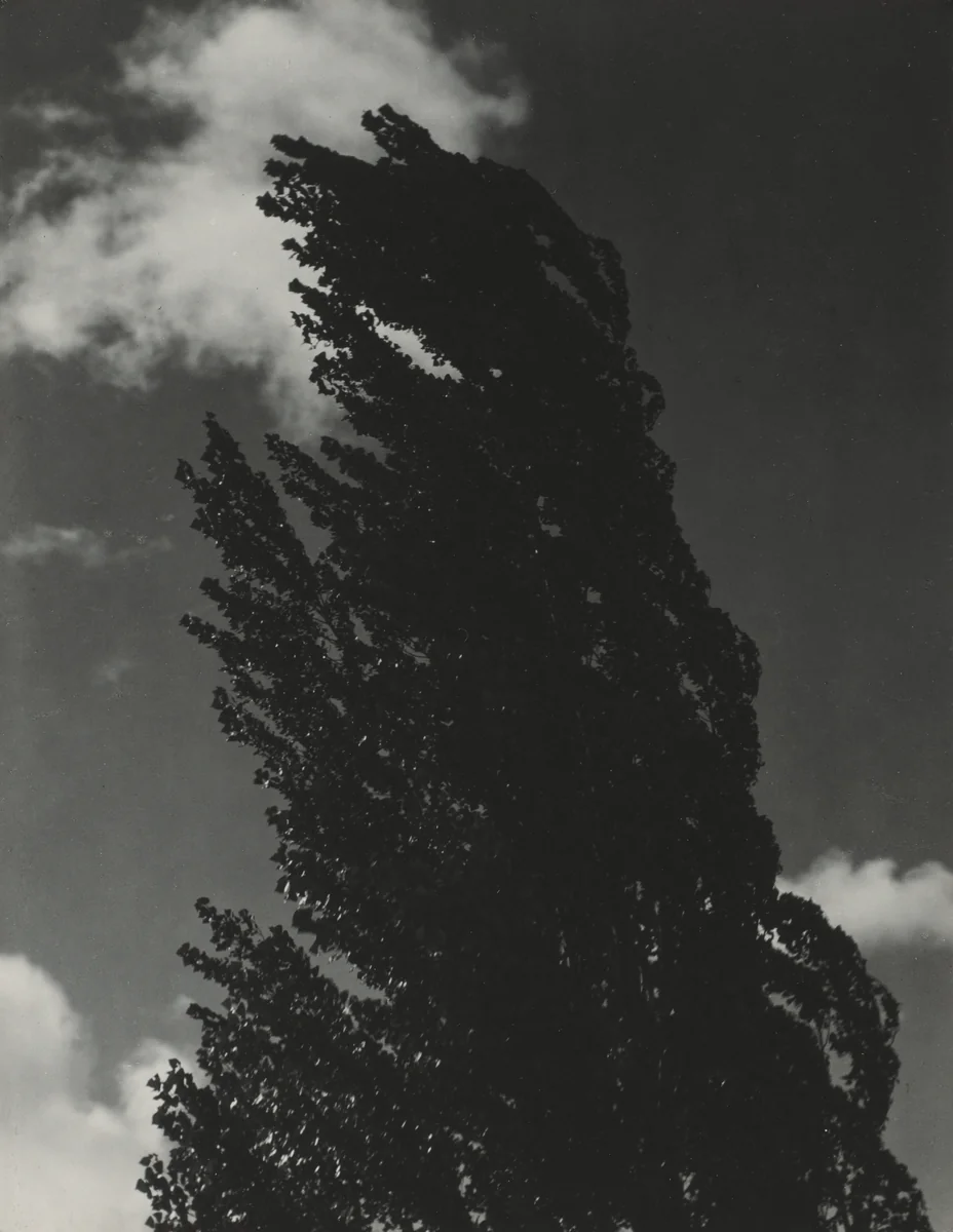 Songs of the Sky P4 by Alfred Stieglitz, photograph, 1923