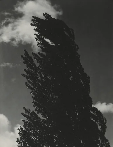 Songs of the Sky P4 by Alfred Stieglitz, photograph, 1923