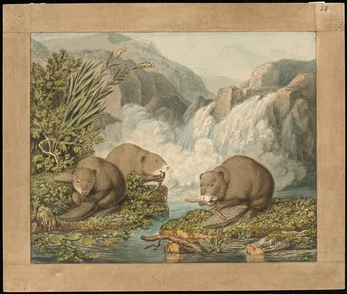 Three Beavers Building a Dam by J. H. W. Tischbein, print, 1795-1805