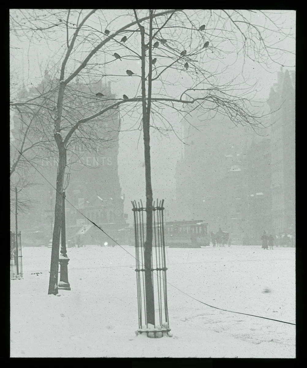 Tree in Snow, New York City by Alfred Stieglitz, other, 1900-1902