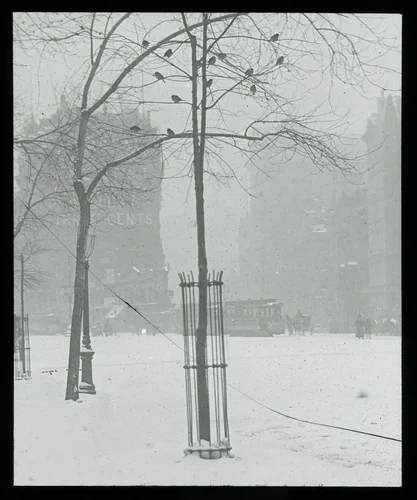 Tree in Snow, New York City by Alfred Stieglitz, other, 1900-1902