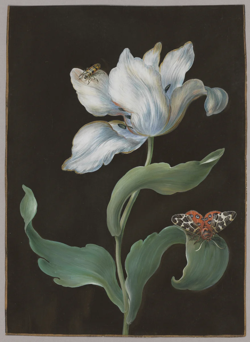 A tulip, a butterfly of the species Arctia caja (garden tiger moth), and a beetle (possibly a longhorn) by Barbara Regina Dietzsch, drawing, 1740-1770