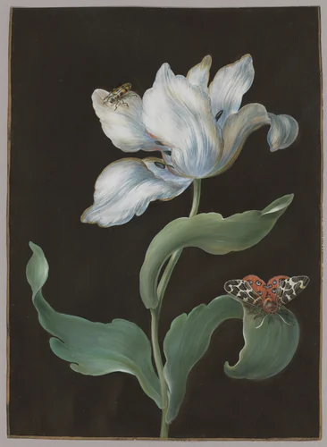 A tulip, a butterfly of the species Arctia caja (garden tiger moth), and a beetle (possibly a longhorn) by Barbara Regina Dietzsch, drawing, 1740-1770