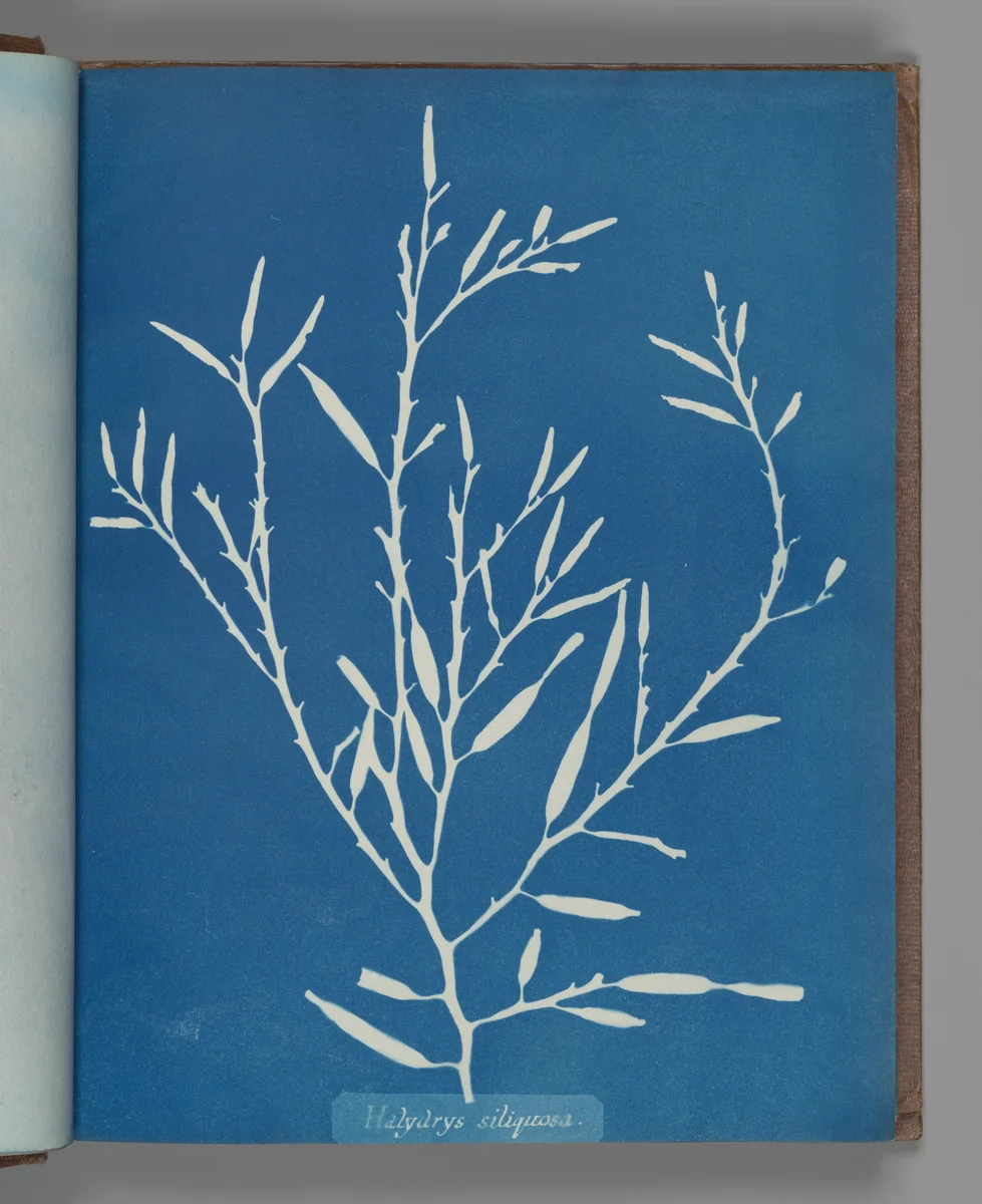 Halydrys siliquosa by Anna Atkins, photograph, 1851-1855