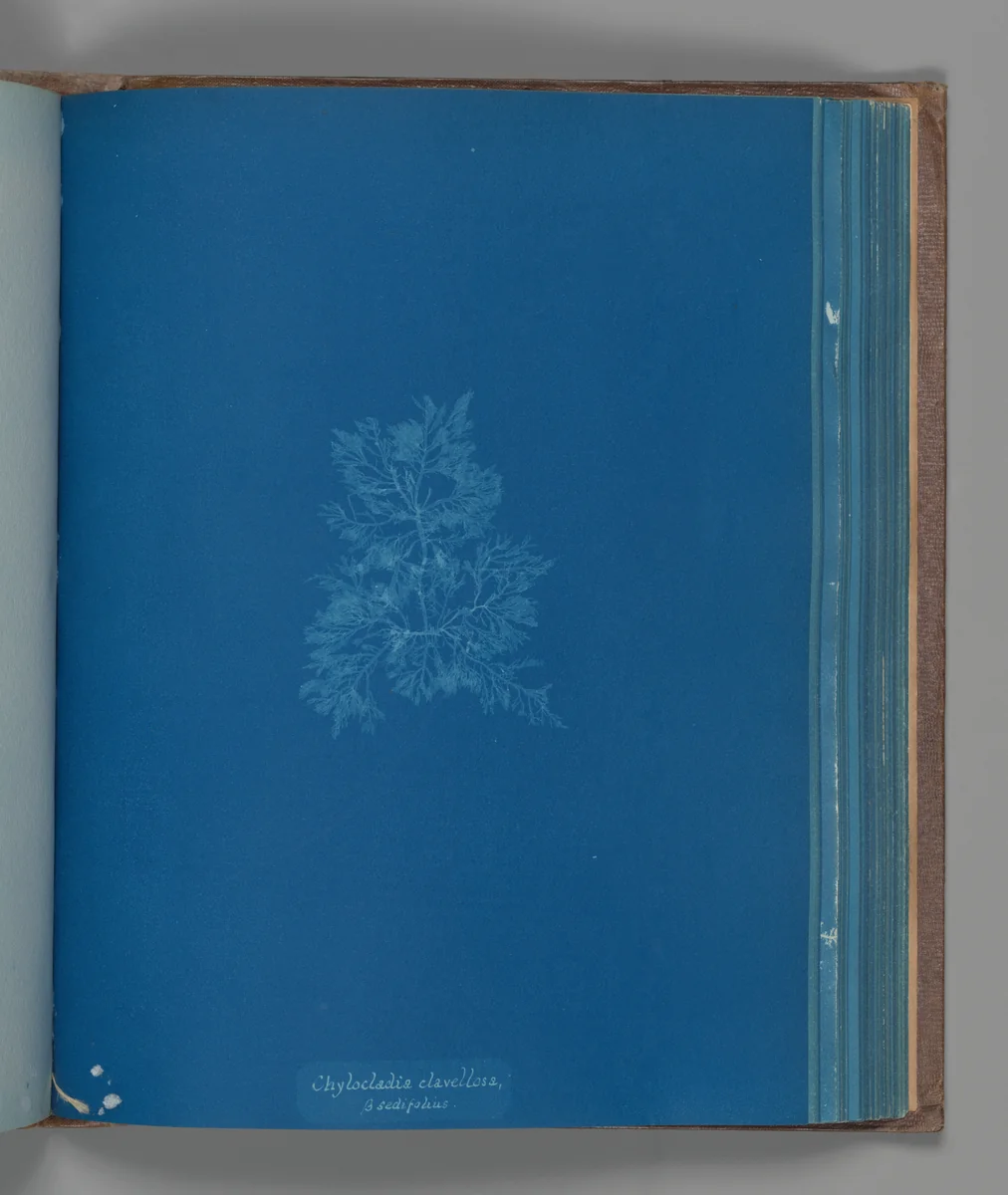 Chylocladia clavellosa, ß sedifolius by Anna Atkins, photograph, 1851-1855