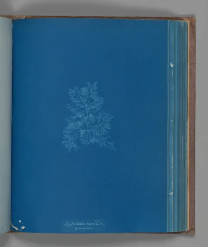 Chylocladia clavellosa, ß sedifolius by Anna Atkins, photograph, 1851-1855