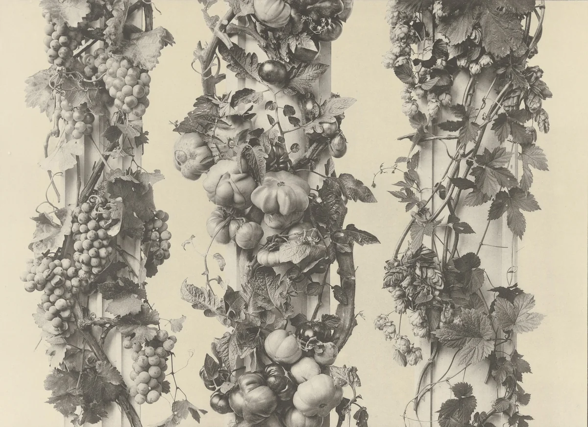 Page from Festons und Dekorative Gruppen by Unidentified Photographer, photograph, 1893