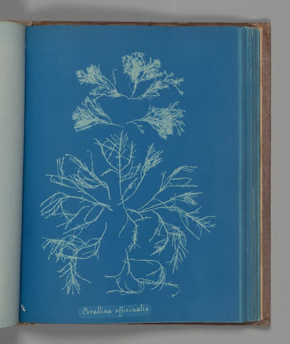 Corallina officinalis by Anna Atkins, photograph, 1851-1855