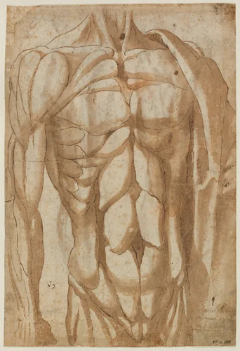 Study of a Flayed Torso (verso) by Bartolommeo da Arezzo, drawing, 1554