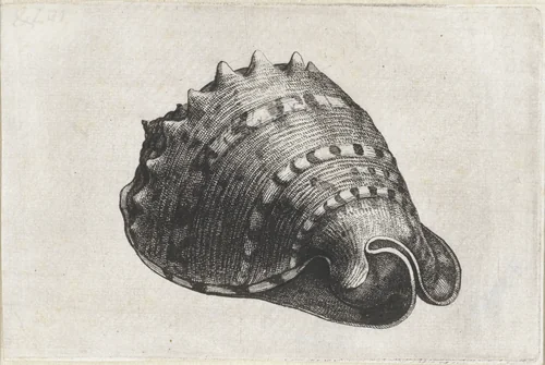 Schelp, cassis cornuta by Wenceslaus Hollar, print, 1644-1652
