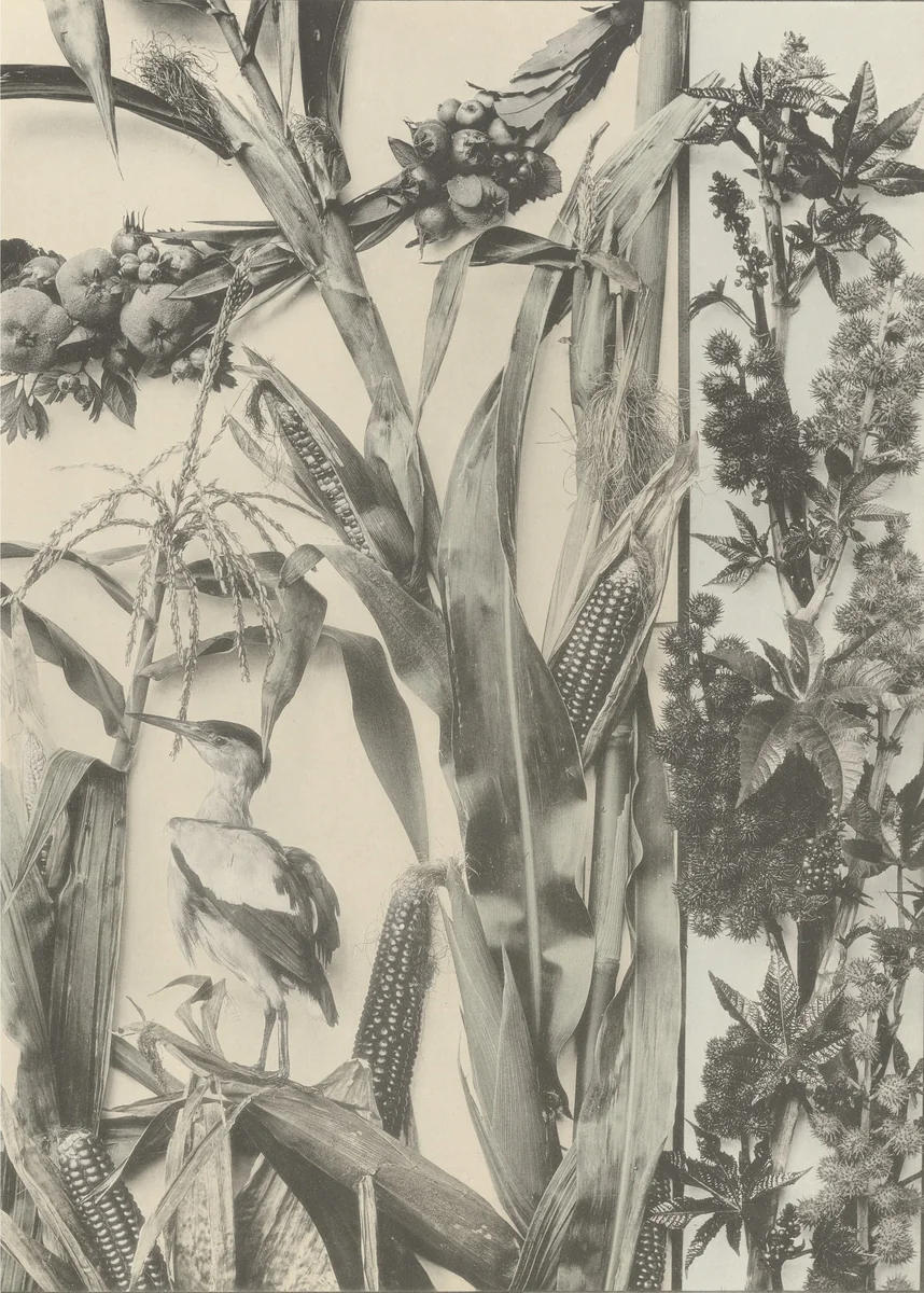 Page from Festons und Dekorative Gruppen by Unidentified Photographer, photograph, 1893