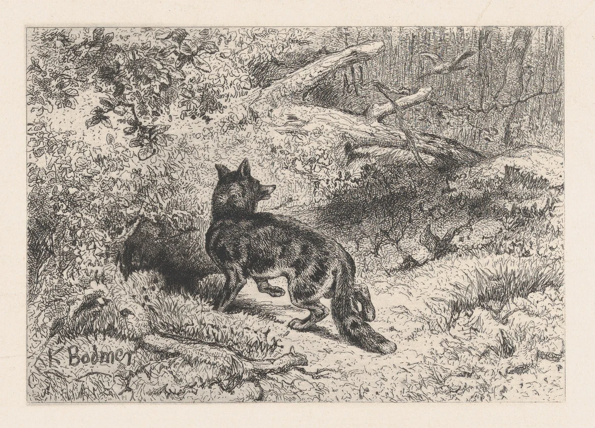A Fox, from "Eaux-Fortes Animaux & Paysages" by Karl Bodmer, print, 1855-1865