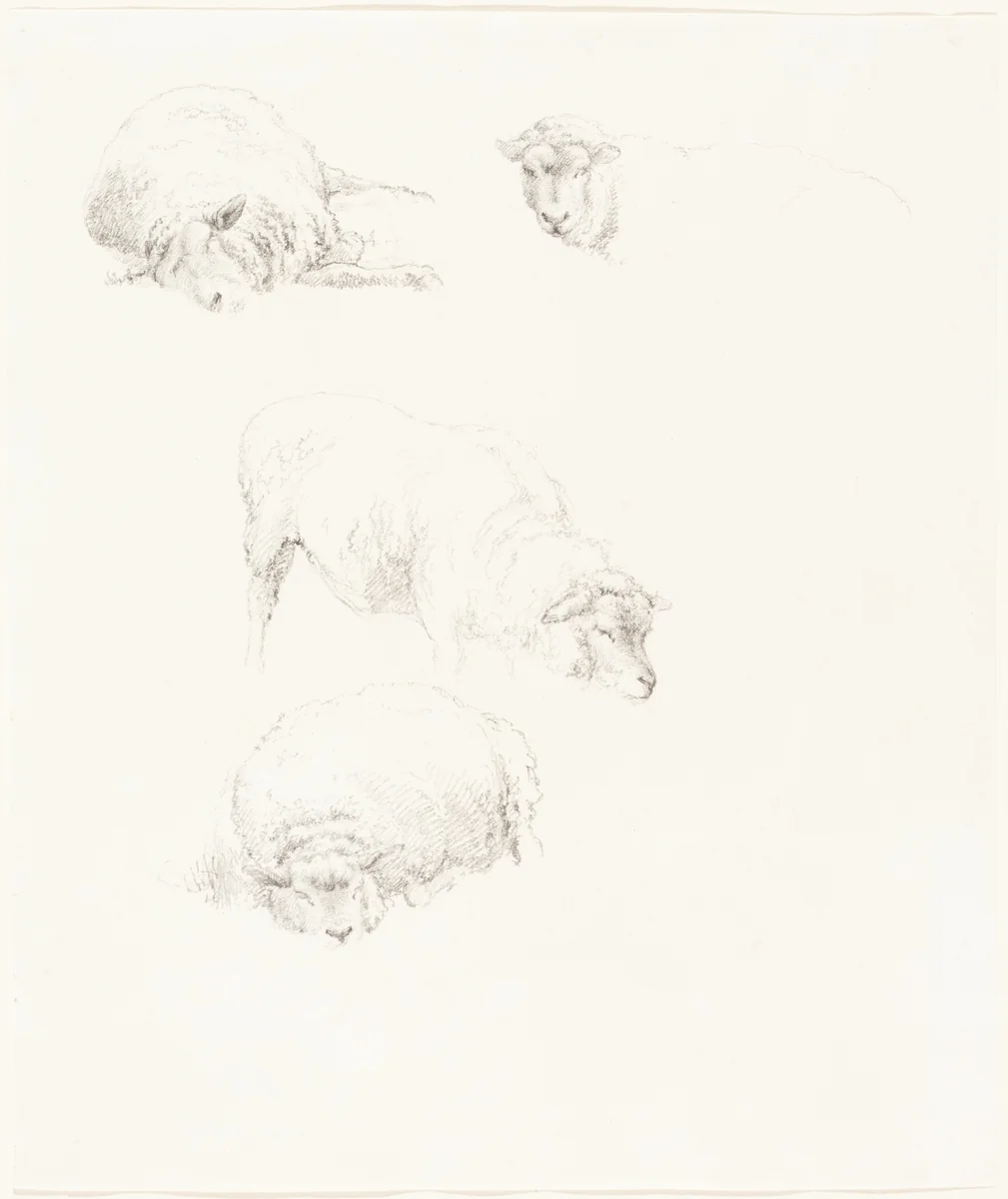 Studies of Sheep by Robert Hills, drawing, 1769-1844