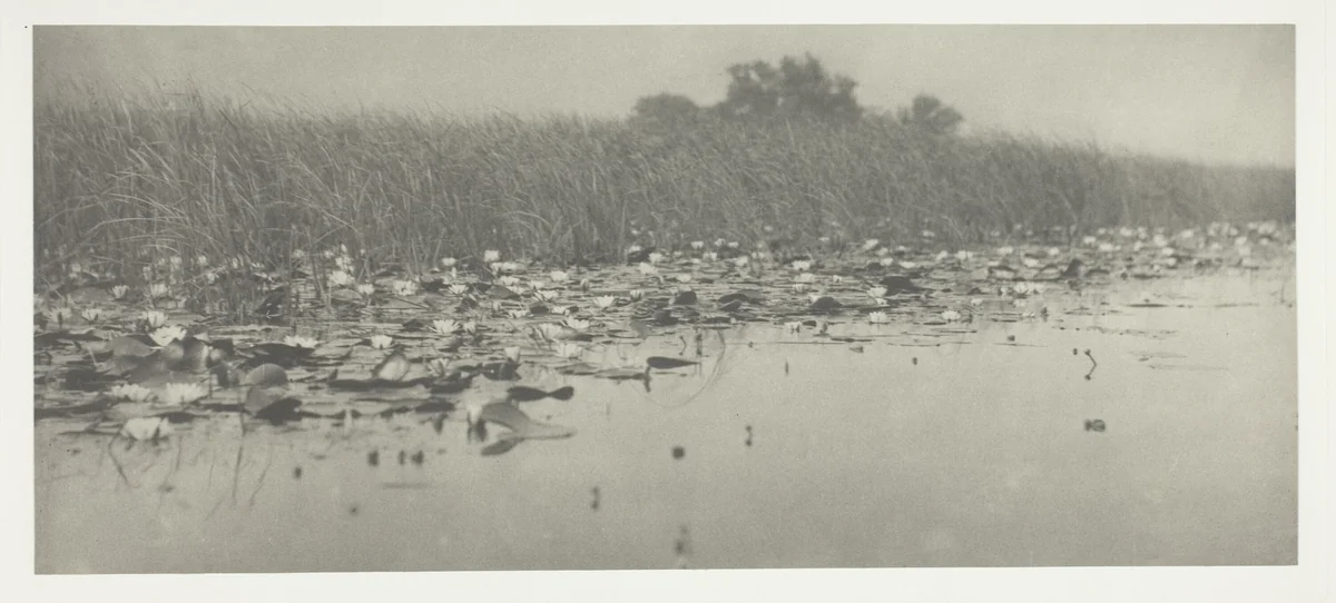 Water-Lilies by Peter Henry Emerson, photograph, 1886