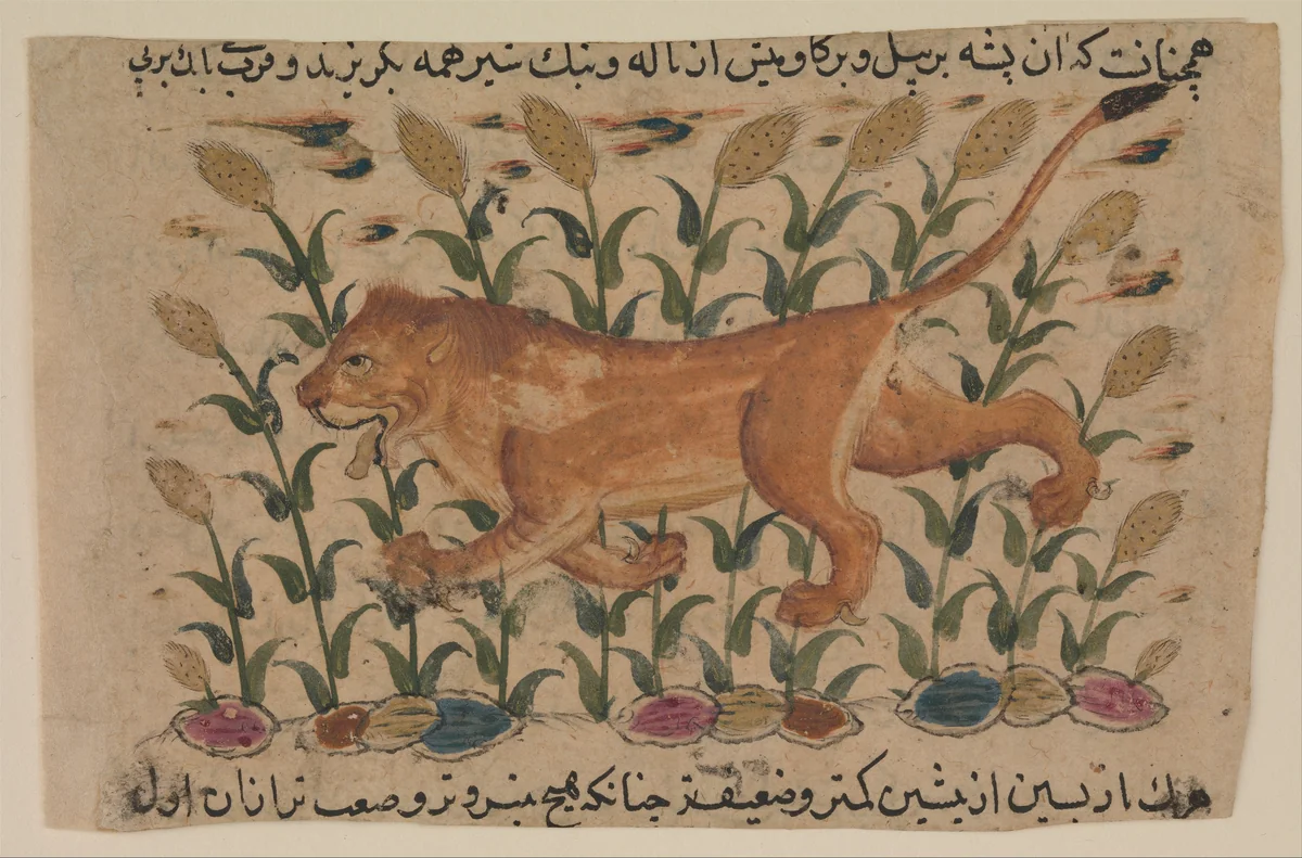 " A Lion", Folio from a Dispersed Nuzhatnama-i ‘Ala’i of Shahmardan ibn Abi’l Khayr by Shamardan ibn Abi 'l Khayr, manuscript, 1600-1625