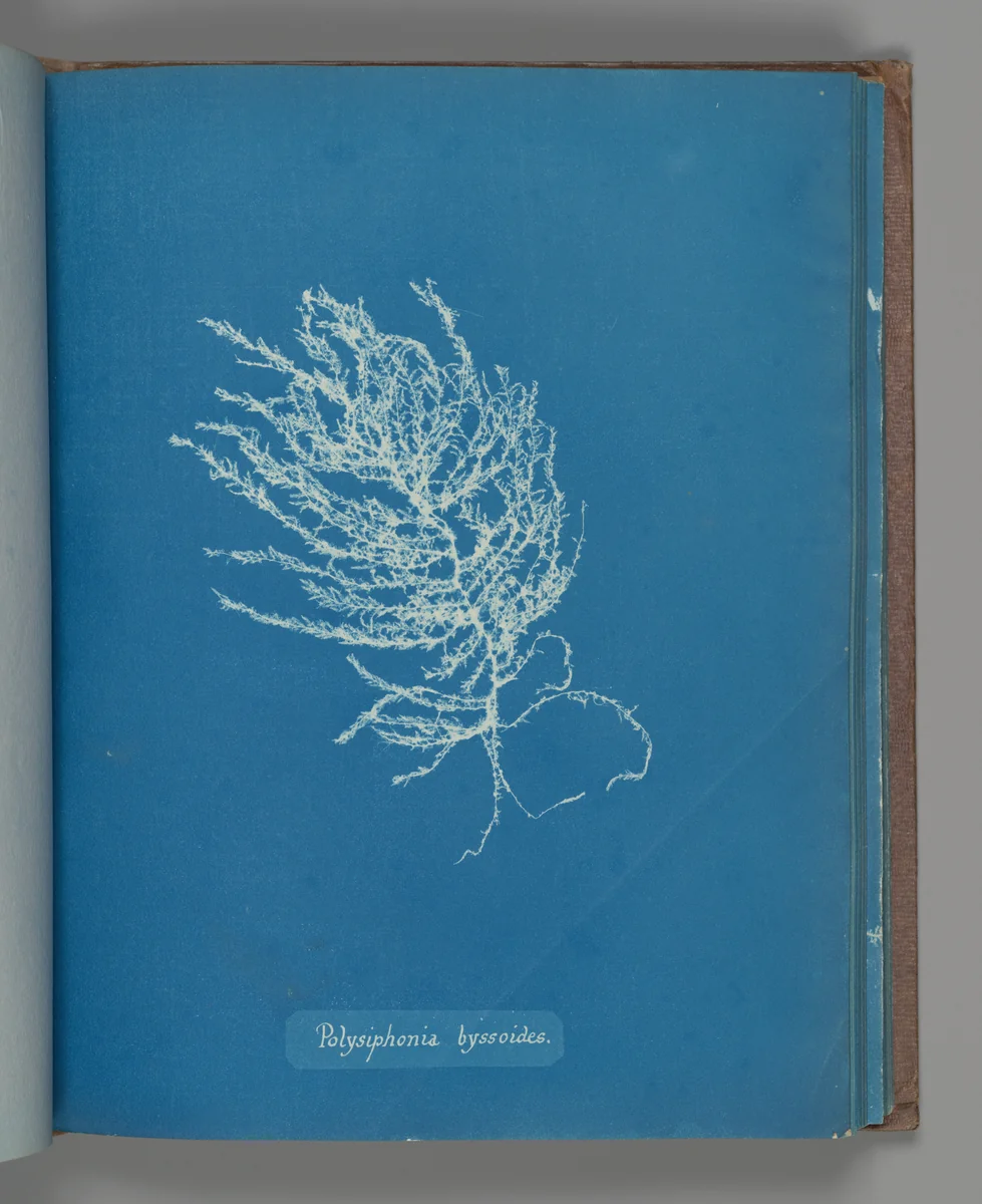 Polysiphonia byssoides by Anna Atkins, photograph, 1851-1855
