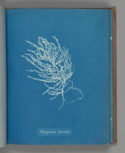 Polysiphonia byssoides by Anna Atkins, photograph, 1851-1855