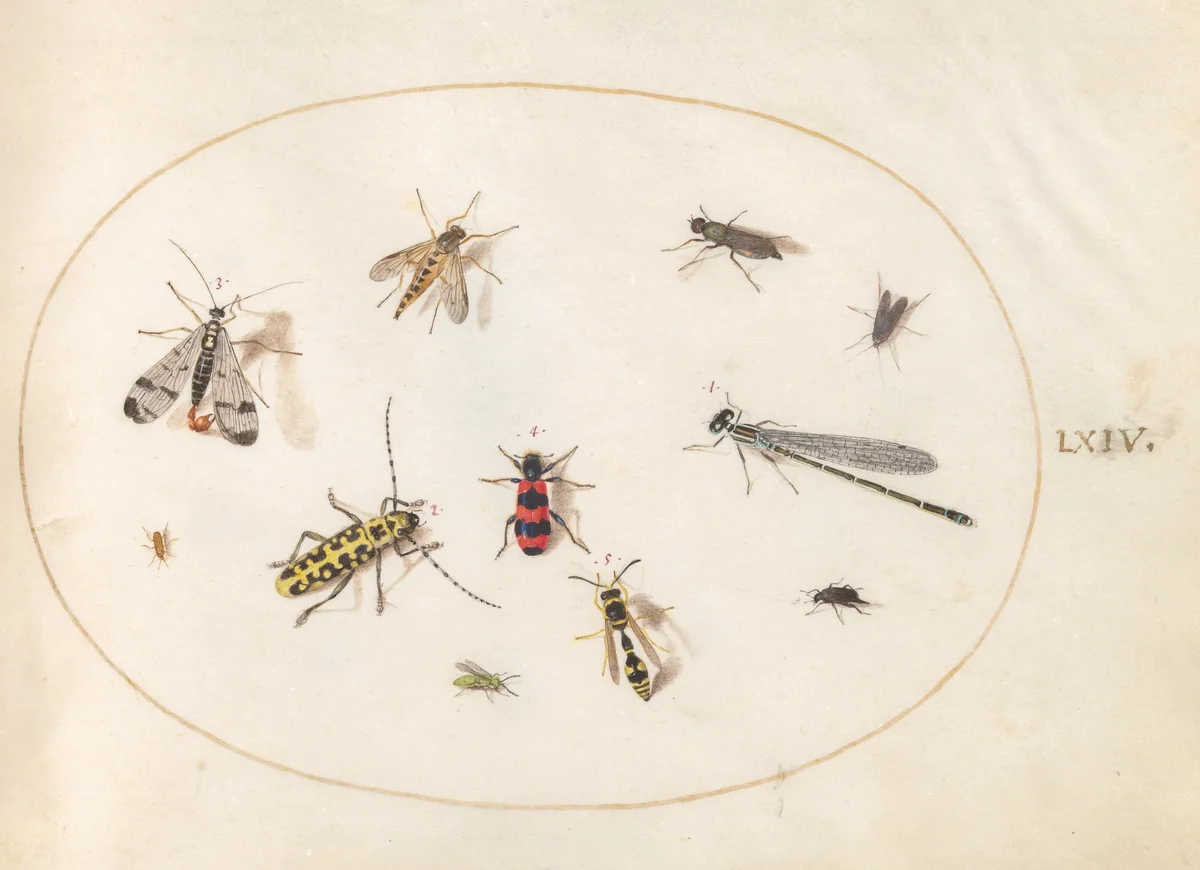 Plate 64: Eleven Insects, Including a Dragonfly and Longhorn Beetle by Joris Hoefnagel, drawing, 1570-1599