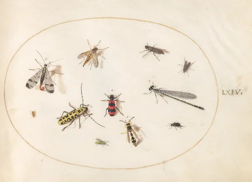 Plate 64: Eleven Insects, Including a Dragonfly and Longhorn Beetle by Joris Hoefnagel, drawing, 1570-1599