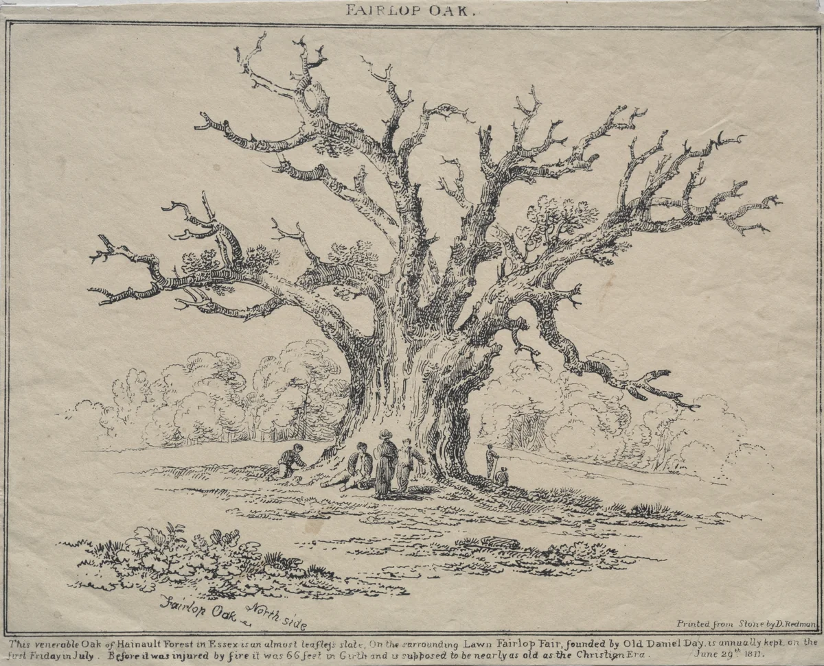 Fairlop Oak by D. H. Redman, print, 1811