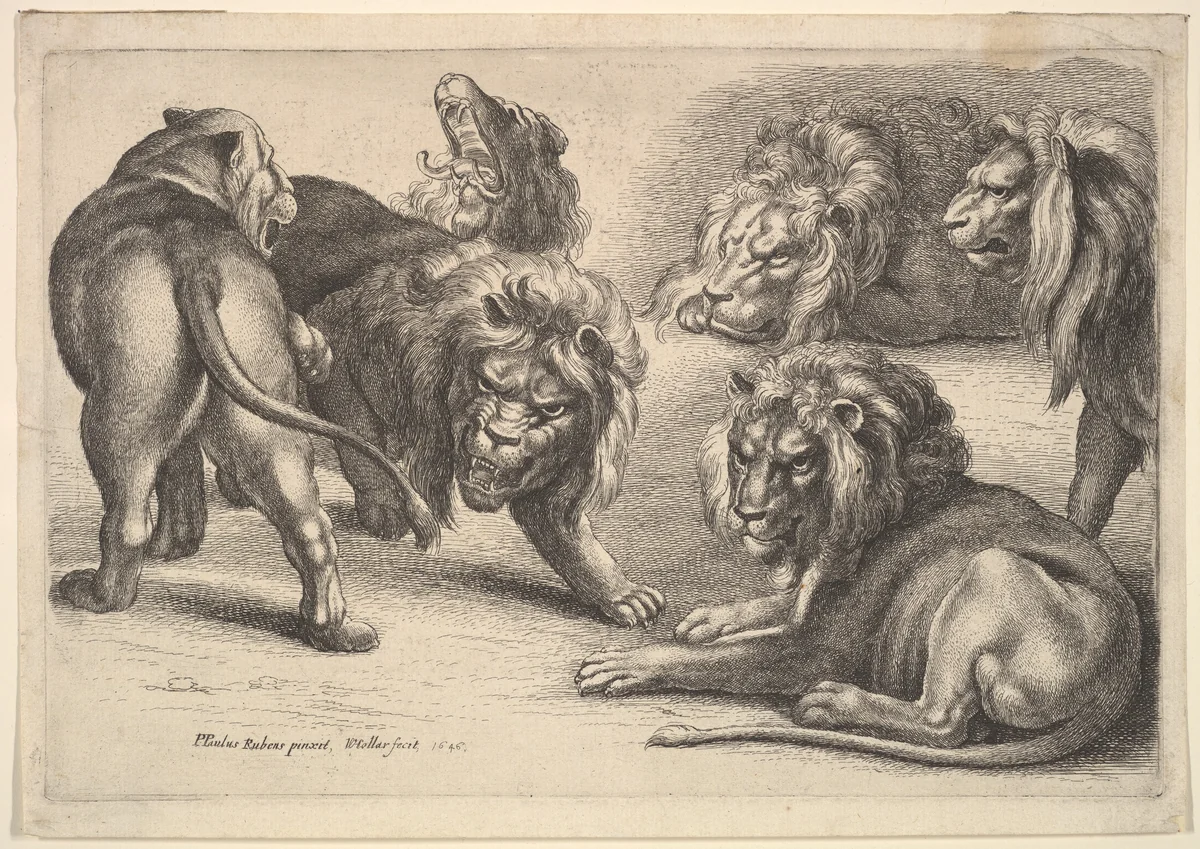Six Lions in Various Poses by Wenceslaus Hollar, print, 1646