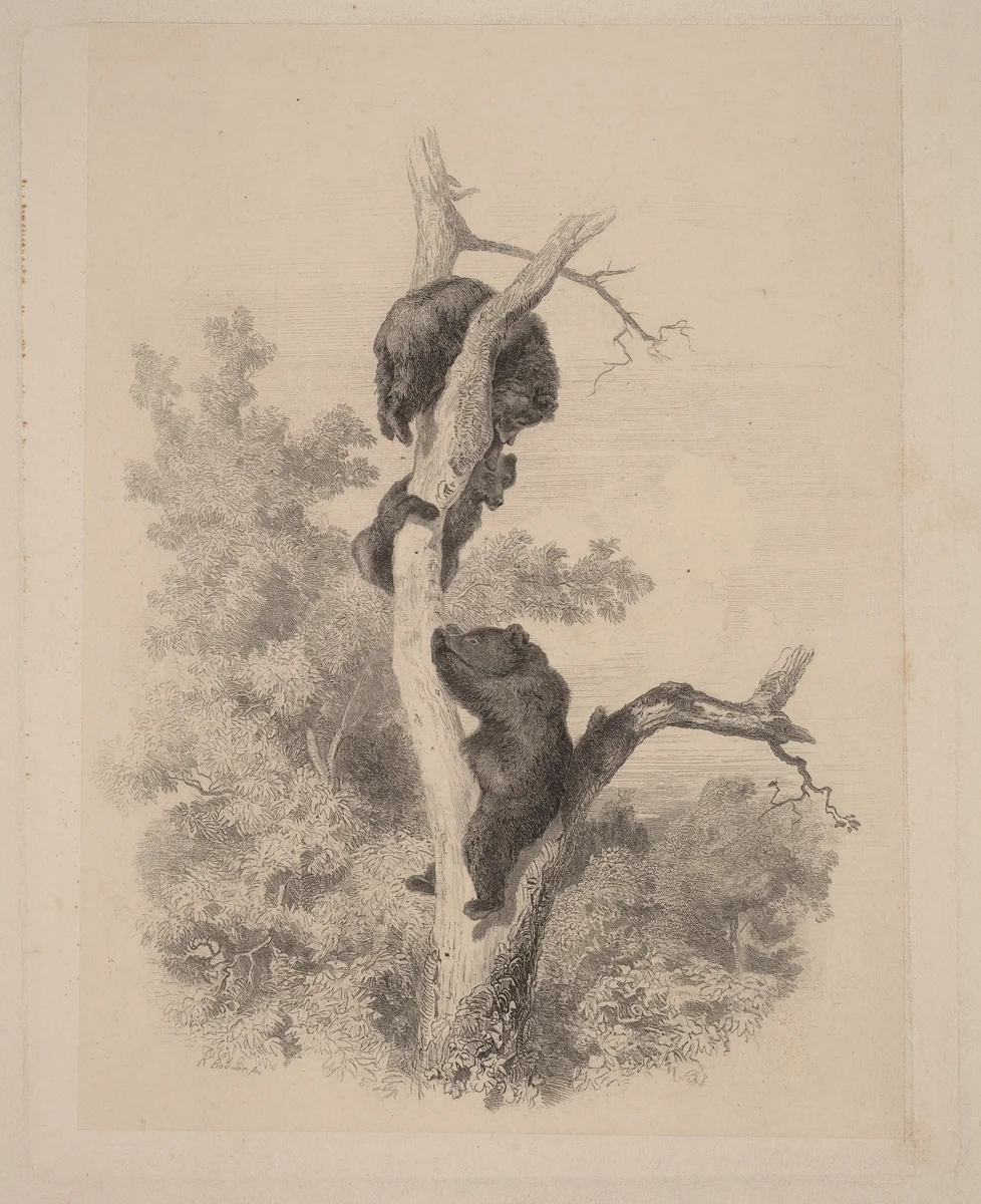 Les ours by Karl Bodmer, print, 1809-1893