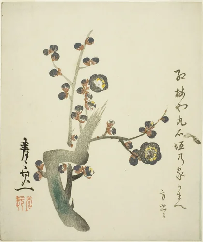 Blossoming red plum branch by Suzuki Kiitsu (鈴木基一), print, 1845-1855
