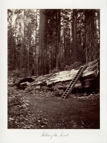 Father of the Forest by Carleton E. Watkins, photograph, 1865-1866