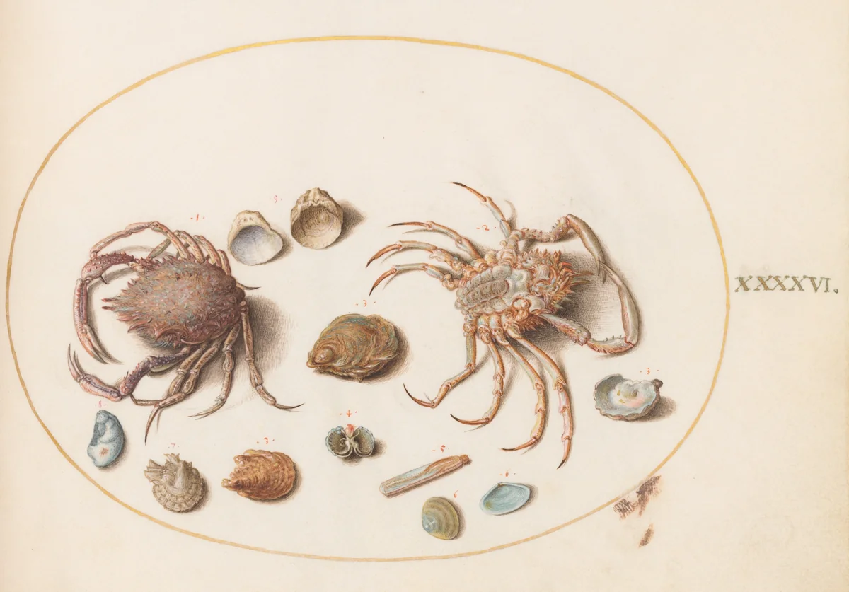 Plate 46: Two Crabs with Seashells by Joris Hoefnagel, drawing, 1570-1599