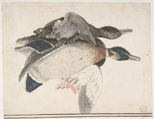 Two Dead Ducks by Count Giorgio Durante, drawing, 1685-1755