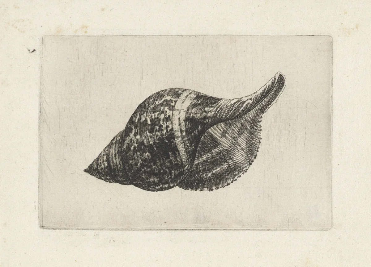Schelp, fasciolaria tulipa by Wenceslaus Hollar, print, 1644-1652