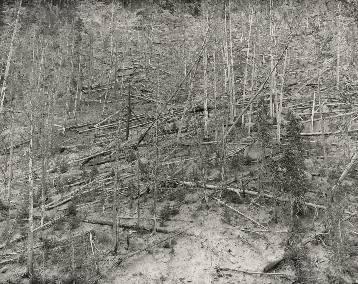 After the Fire, Yellowstone National Park, Wyoming by Marion Belanger, photograph, 1998