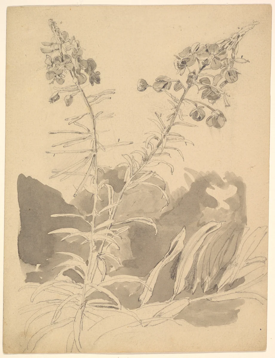 Study of a Willowherb; verso: Study of Two Cows by Carl Gustav Carus, drawing, 1858