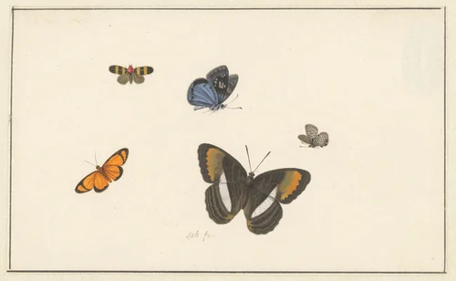 Vijf vlinders by Herman Henstenburgh, drawing, 1677-1726