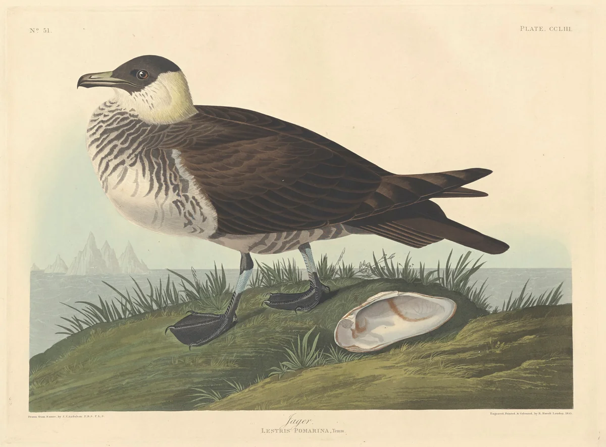 Jager by Robert Havell, Jr.; John James Audubon, print, 1835