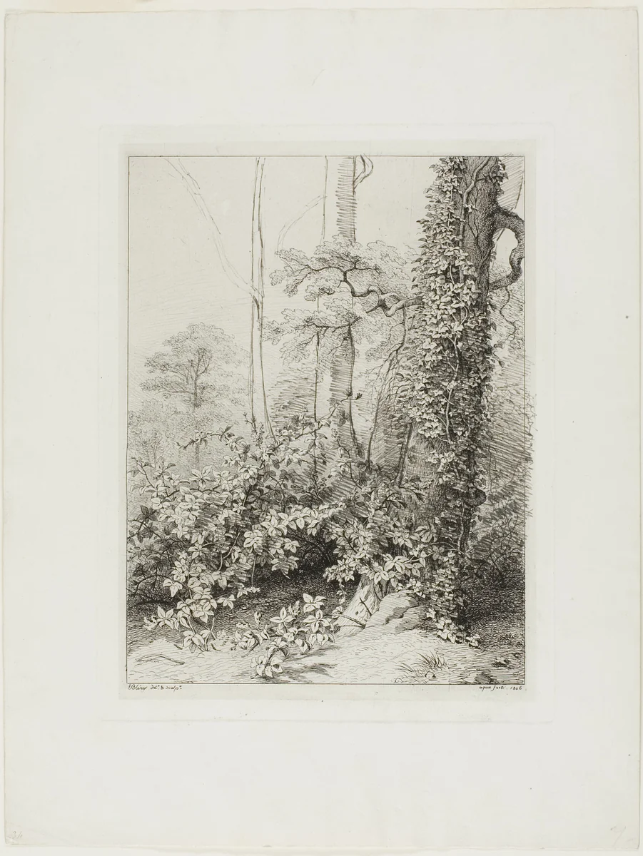 Bramble and Ivy by Eugène Blery, print, 1845