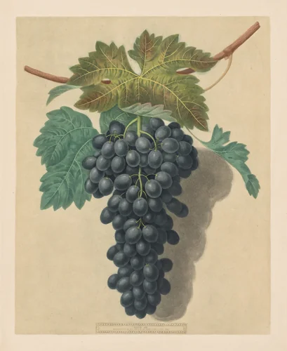 Pomona Britannica: No. 52 - Black Prince Grape by George Brookshaw, print, 1809